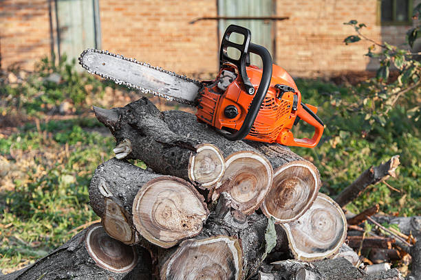 Large Tree Removal in Sherwood, OR